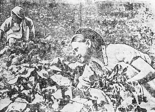 1941_08_22_198_3_Фото учащихся ремесленного училища № 2 Паккас И. и Пановой Л. на прополке турнепса.png