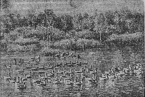 1943_07_27_154_2_Фото гусей в пруду подсобного хозяйства Тагилторгпита_фото.png